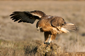 Two years old female of Bonelli´s Eagle early in the morning