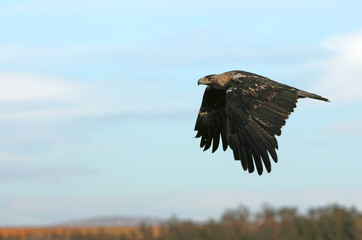 Five years old female of Spanish Imperial Eagle flying, Aquila adalberti