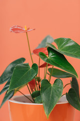Fototapeta na wymiar Plant on a red-pink background. Anthurium in an orange pot. Home flower with green leaves, red inflorescence and yellow stamen.