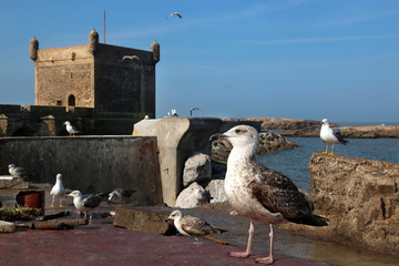 Large seagulls on the parapet of the promenade against the background of the old fortress.