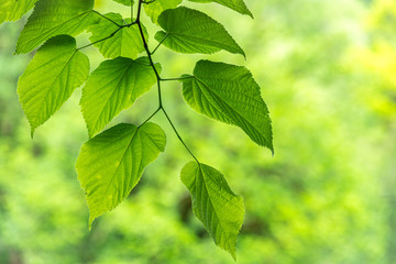 Fototapeta na wymiar Green leaves of linden Tilia dasystyla on a green background