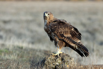 Two years old female of Bonelli´s Eagle early in the morning