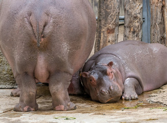 Cute little Hippo