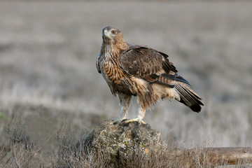 Two years old female of onelli´s Eagle, Aquila fasciata