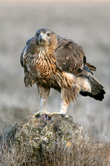 Two years old female of Bonelli´s Eagle, Aquila fasciata, raptors, birds