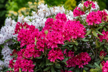 Obraz premium Blooming red and white flowers of Rhodenron. A great decoration for any garden