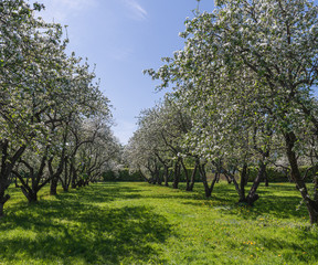 Fototapeta na wymiar Blooming apple garden in early spring. Tree alley