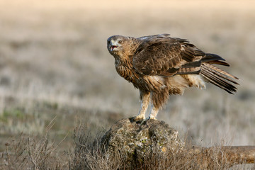 Two years old female of Bonelli´s Eagle, Aquila fasciata, raptors, birds