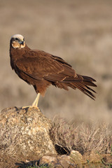 Adult female of Western marsh harrier, Circus aeroginosus