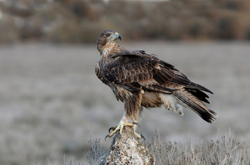 Two years old female of Bonelli´s Eagle, Aquila fasciata, raptors, birds