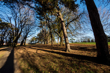 Trees in a park