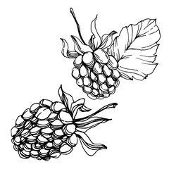 Vector Blackberry healthy food. Black and white engraved ink art. Isolated berry illustration element.