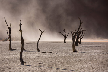 Silhouettes of dry hundred years old trees in the desert among red sand dunes and whirlwind....