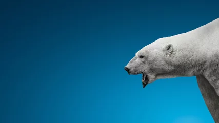 Tischdecke Aggressive big polar bear with open mouth isolated at blue icy smooth background with paste space, adult, male, details © neurobite