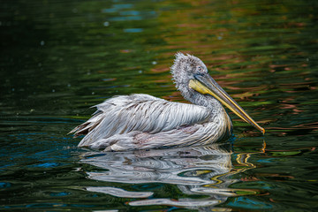Magnificent and photogenic dalmatian pelicans at a small lake in Germany at Summer time and sunny day, closeup, details