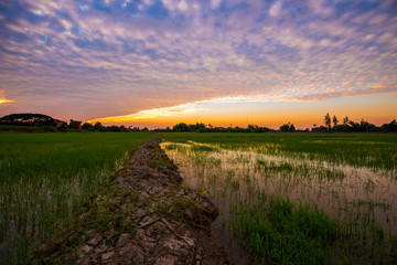 Fototapeta na wymiar Beautiful rice field on sunset sky