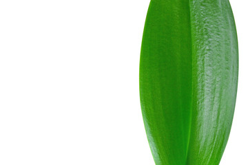 Natural herb essential from nature concept with big green leaf on white. Nature and health background with copy space.
