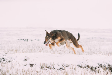 Hunting Sighthound Hortaya Borzaya Dog Fast Running During Hare-hunting At Winter Day In Snowy Field