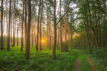 Obraz premium Droga, ścieżka, chodnik przez słoneczny las. Zachód słońca Wschód słońca w lecie drzew iglastych. Pnie Sosnowe Lasy W Pokojowym Krajobrazie