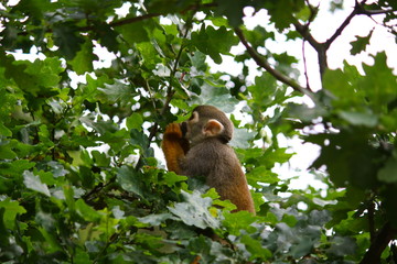 Squirrel monkey in tree, eating