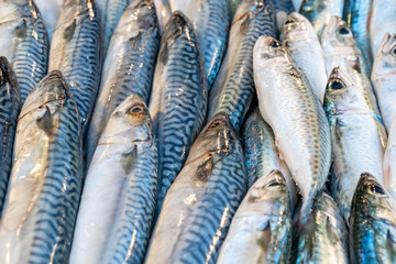 Fresh raw Mackerel fish in the market