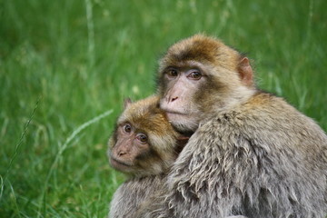 Two monkeys hugging