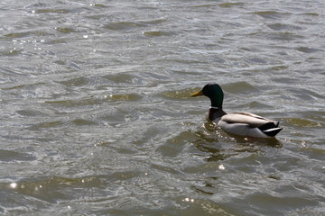 Duck on lake