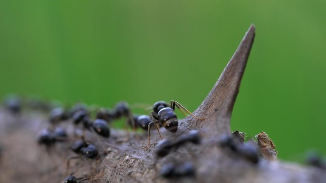  Ants busily go by dry blackberry tree - (4K)