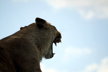 Lioness roaring close-up