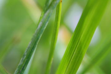 Fototapeta na wymiar Macro of grass blades