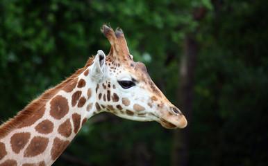 Naklejka na ściany i meble Close-up of giraffe face