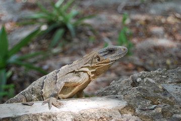 iguana en yucatán
