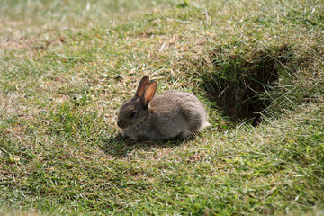 Wild baby rabbit close-up