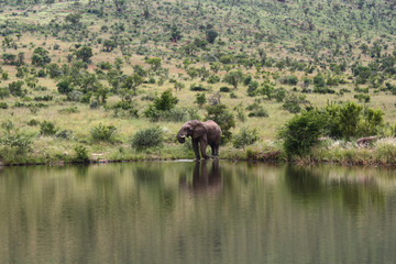 Naklejka na ściany i meble Elephant at watering hole with reflection