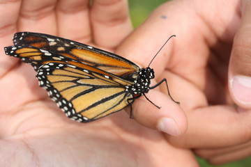 Fototapeta na wymiar Kid's hands holding monarch butterfly