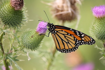 Monarch butterfly on milk thistle flower