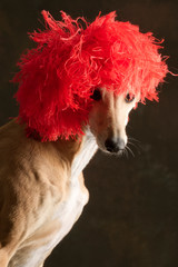 Portrait of brown greyhound with a red clown hat