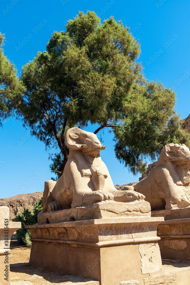 Wall mural Ram Along the Entrance to Karnak Temple Egypt