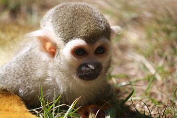 Squirrel Monkey eating close-up