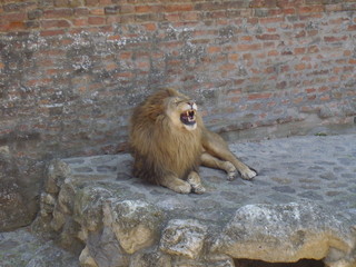 Lion animal king in action
