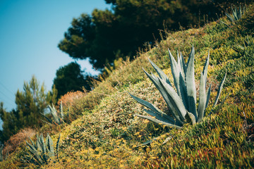 Flower Spike Of Agave On Garss Hill