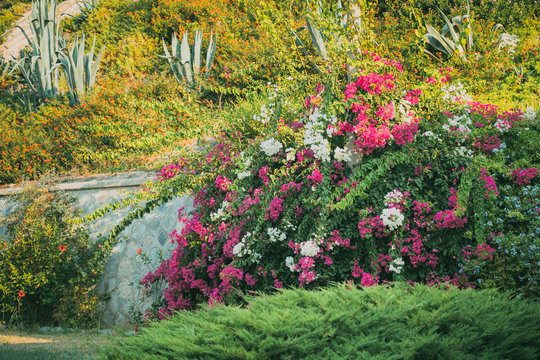 Blooming Pink Flowers Of Bougainvillea In Garden
