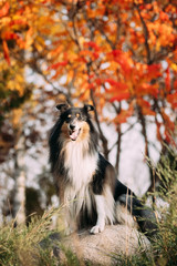 Obraz na płótnie Canvas Tricolor Rough Collie, Funny Scottish Collie, Long-haired Collie, English Collie, Lassie Dog Sitting Outdoors In Autumn Day. Portrait