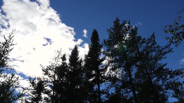 Wide view showing a sun flare and evergreen trees with clouds and a blue sky