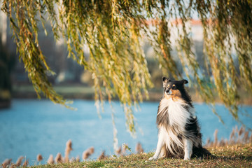 Tricolor Rough Collie, Funny Scottish Collie, Long-haired Collie, English Collie, Lassie Dog Sitting Outdoors In Autumn Day. Portrait
