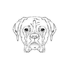 Symmetrical Vector portrait illustration of Boxer dog. Hand drawn ink realistic sketching isolated on white. Perfect for logo branding t-shirt design