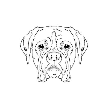 Symmetrical Vector portrait illustration of Boxer dog. Hand drawn ink realistic sketching isolated on white. Perfect for logo branding t-shirt design