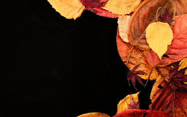Mixed autumn leaves on a black background