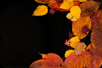 Mixed autumn leaves on a black background