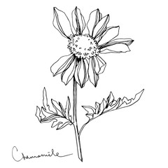 Vector Chamomile floral botanical flowers. Black and white engraved ink art. Isolated flower illustration element.